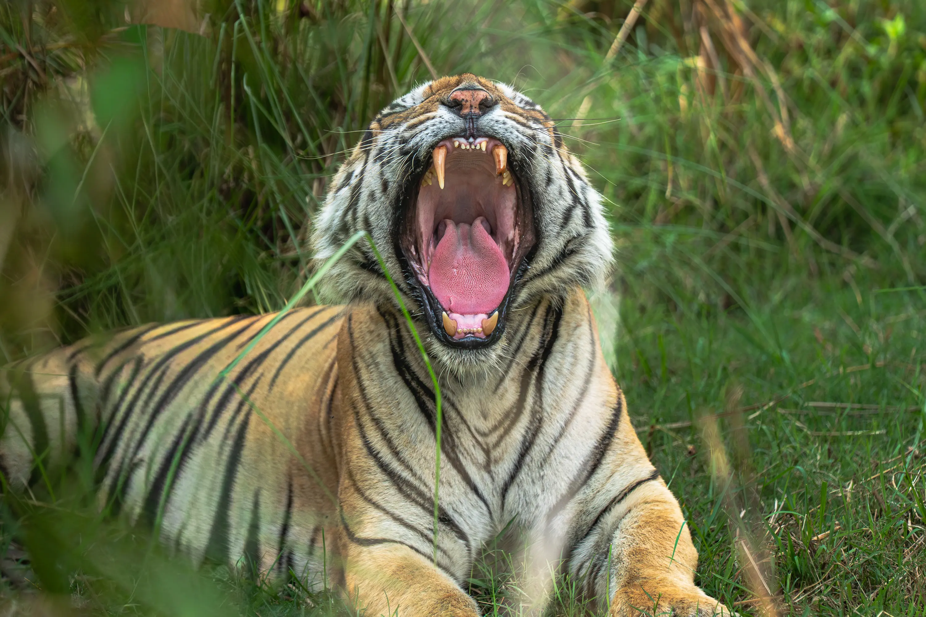 Panna & Bandhavgarh Tiger Expedition gallery image 8